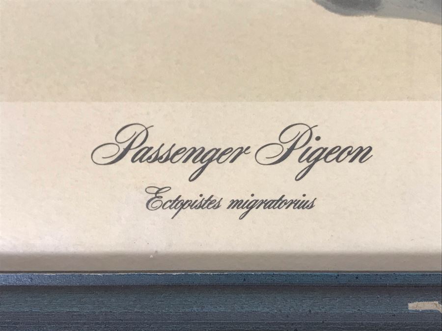 John A. Ruthven (1924-2020) Hand Signed Limited Edition Passenger Pigeon Bird Print By Wildlife Internationale, Inc 1974 Framed 24 X 21 [Photo 6]