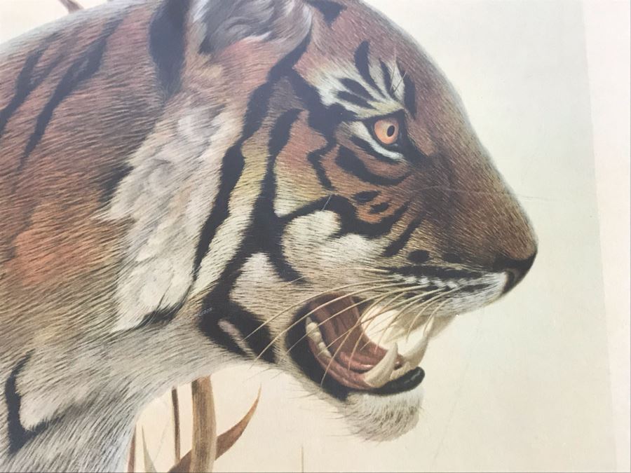 John A. Ruthven (1924-2020) Hand Signed Limited Edition Bengal Tiger Print By Wildlife Internationale, Inc 1970 Framed 24 X 32 [Photo 5]