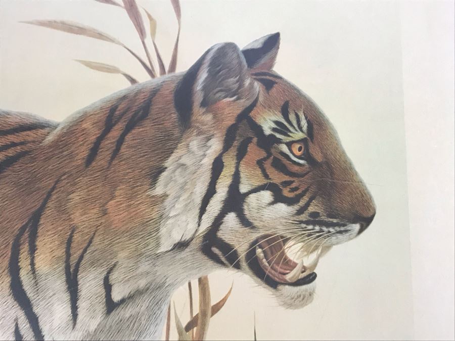 John A. Ruthven (1924-2020) Hand Signed Limited Edition Bengal Tiger Print By Wildlife Internationale, Inc 1970 Framed 24 X 32 [Photo 4]