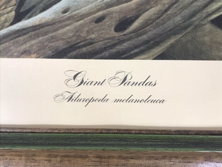 John A. Ruthven (1924-2020) Hand Signed Limited Edition Giant Pandas Print By Wildlife Internationale, Inc 1972 Framed 24 X 32 [Photo 9]
