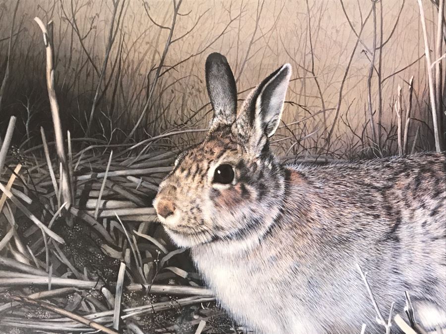 Charles Fracé (1926-2005) Hand Signed Print Titled 'My Friend' Of Eastern Cottontail Rabbit Framed 22 X 18 [Photo 4]