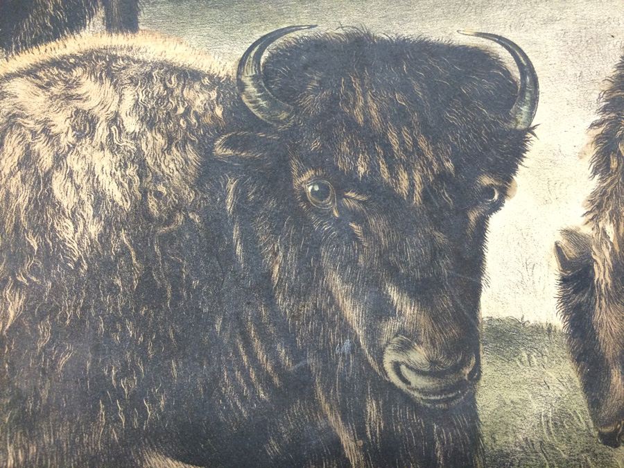 1845 JJ Audubon American Bison Hand Colored Lithograph Printed by J T Bowen in Philadelphia [Photo 10]