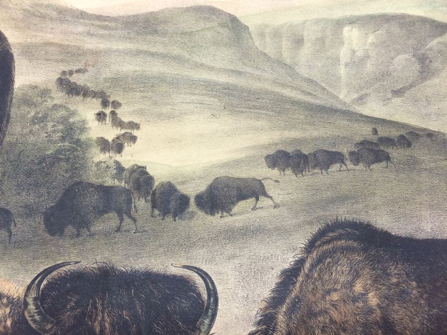 1845 JJ Audubon American Bison Hand Colored Lithograph Printed by J T Bowen in Philadelphia [Photo 17]