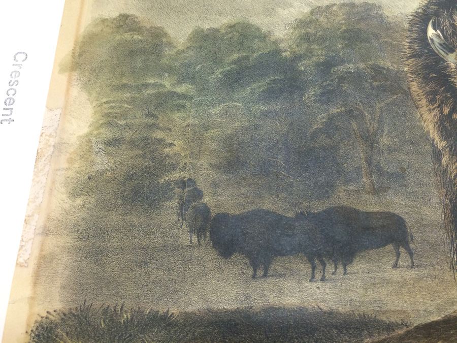 1845 JJ Audubon American Bison Hand Colored Lithograph Printed by J T Bowen in Philadelphia [Photo 13]