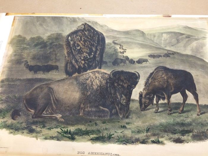 1845 JJ Audubon American Bison Hand Colored Lithograph Printed by J T Bowen in Philadelphia [Photo 19]
