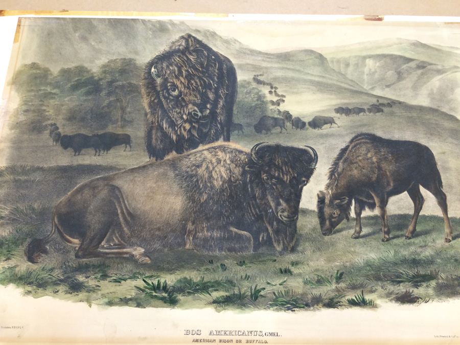 1845 JJ Audubon American Bison Hand Colored Lithograph Printed by J T Bowen in Philadelphia [Photo 16]