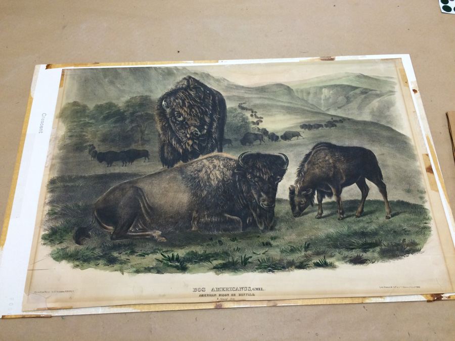 1845 JJ Audubon American Bison Hand Colored Lithograph Printed by J T Bowen in Philadelphia [Photo 4]