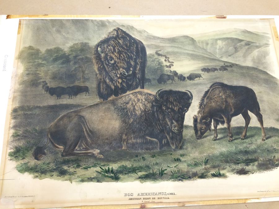 1845 JJ Audubon American Bison Hand Colored Lithograph Printed by J T Bowen in Philadelphia