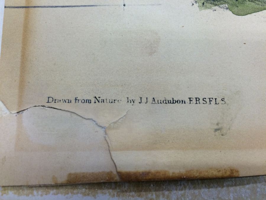 1845 JJ Audubon American Bison Hand Colored Lithograph Printed by J T Bowen in Philadelphia [Photo 3]