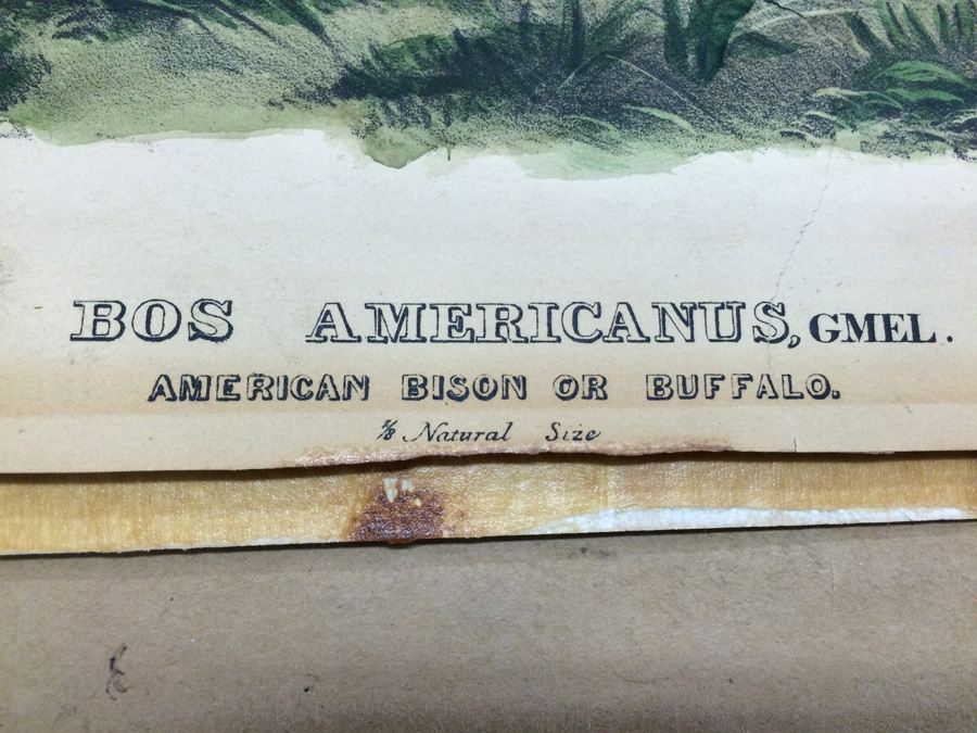 1845 JJ Audubon American Bison Hand Colored Lithograph Printed by J T Bowen in Philadelphia [Photo 2]