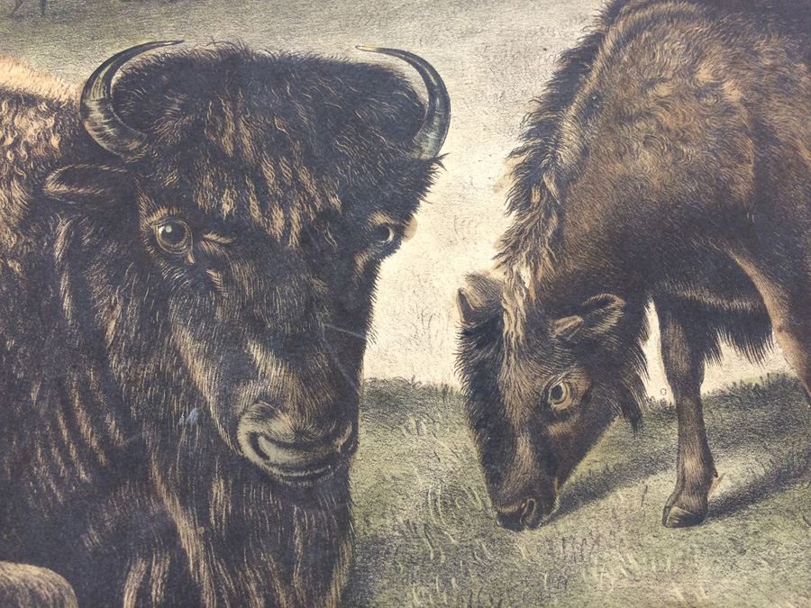 1845 JJ Audubon American Bison Hand Colored Lithograph Printed by J T Bowen in Philadelphia [Photo 11]