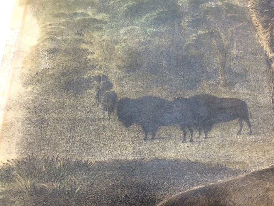 1845 JJ Audubon American Bison Hand Colored Lithograph Printed by J T Bowen in Philadelphia [Photo 18]