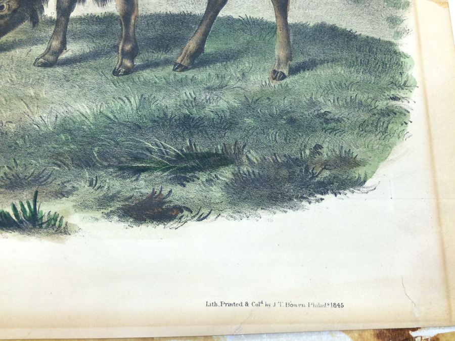 1845 JJ Audubon American Bison Hand Colored Lithograph Printed by J T Bowen in Philadelphia [Photo 9]