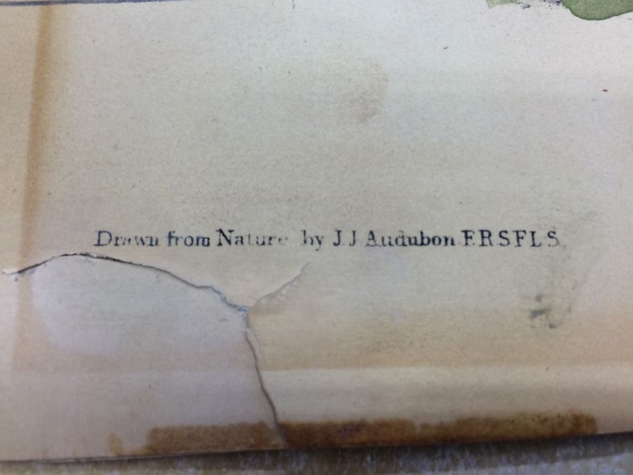 1845 JJ Audubon American Bison Hand Colored Lithograph Printed by J T Bowen in Philadelphia [Photo 7]