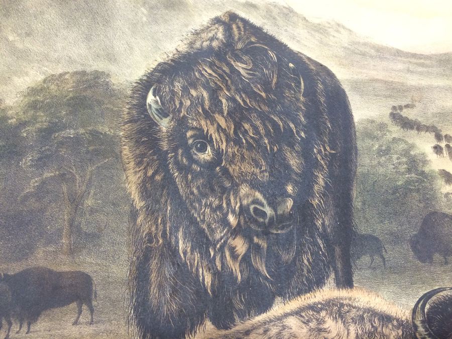 1845 JJ Audubon American Bison Hand Colored Lithograph Printed by J T Bowen in Philadelphia [Photo 12]