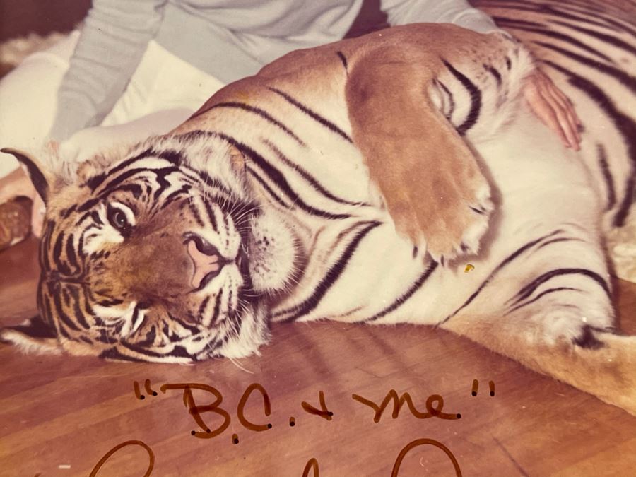 Vintage 1974 Mind-Blowing Photo Signed By Azure Dee Titled B.C. & Me Showing Azure Petting 310lb Sumatran Tiger 3.5 X 5 [Photo 3]