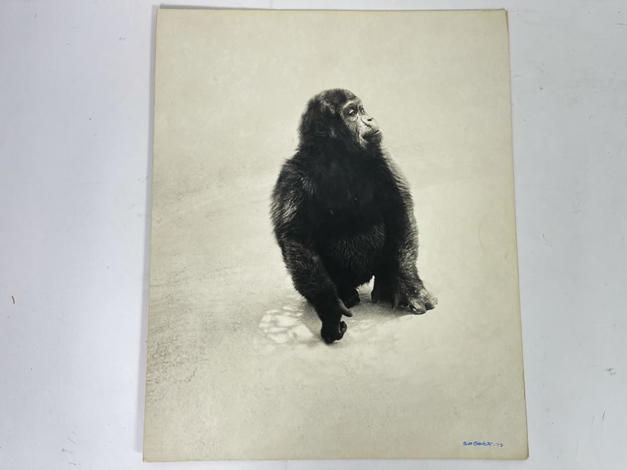 Signed B&W Photograph Of Young Chimpanzee 15.5W X 19H [Photo 1]