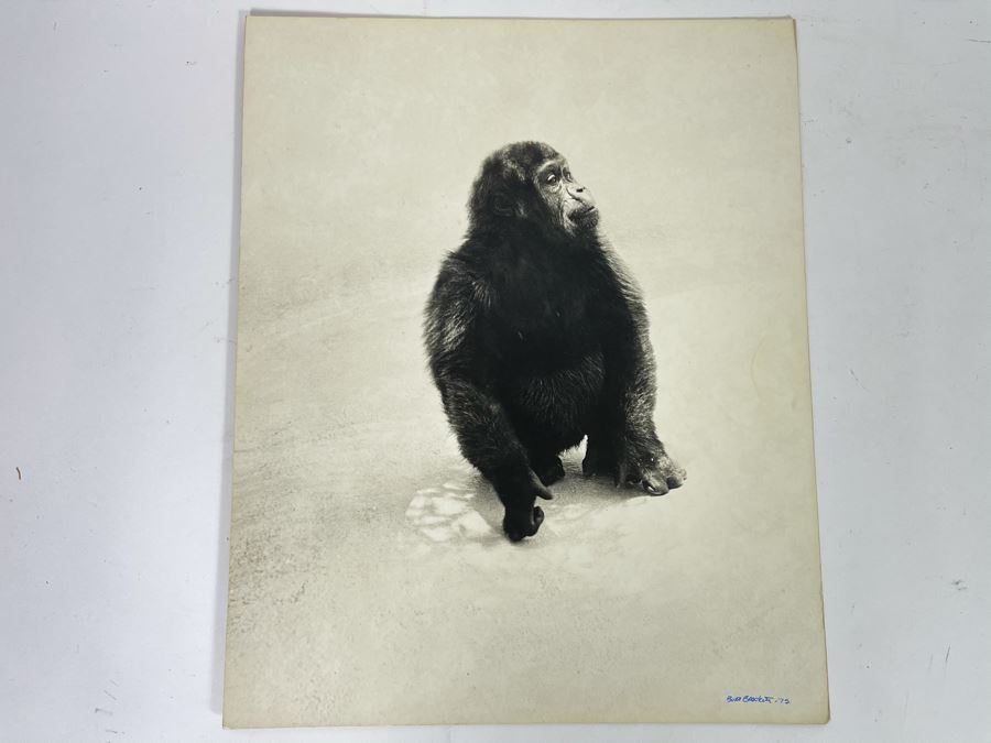 Signed B&W Photograph Of Young Chimpanzee 15.5W X 19H [Photo 2]