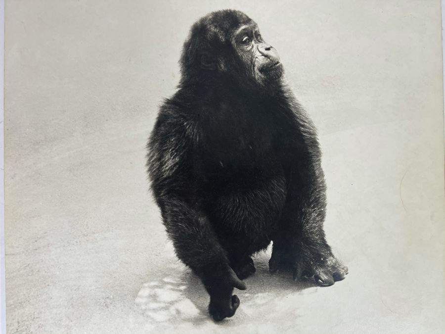 Signed B&W Photograph Of Young Chimpanzee 15.5W X 19H [Photo 3]