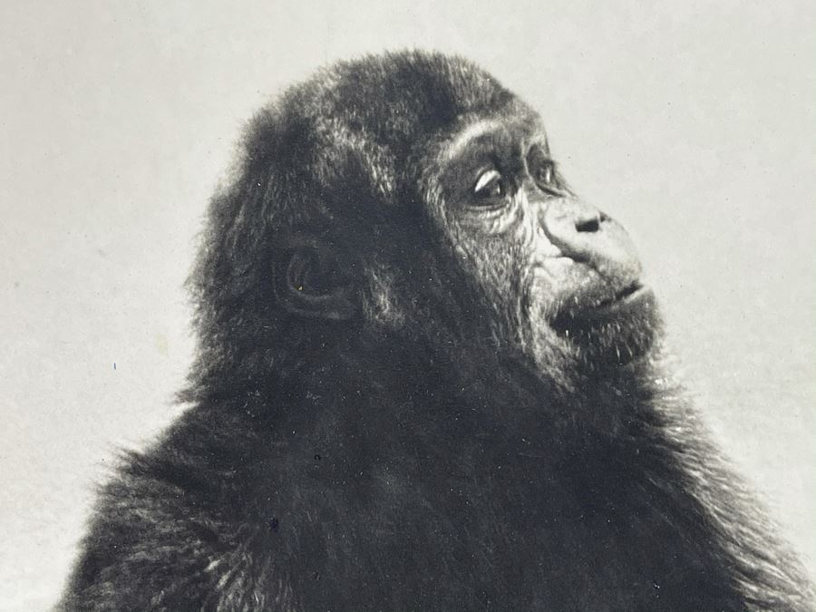 Signed B&W Photograph Of Young Chimpanzee 15.5W X 19H [Photo 4]