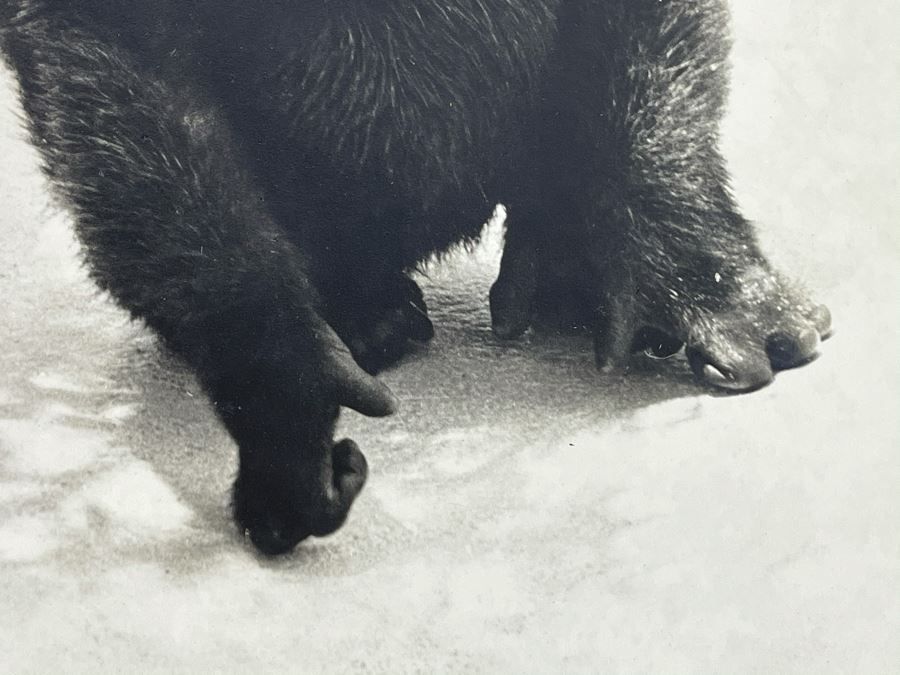 Signed B&W Photograph Of Young Chimpanzee 15.5W X 19H [Photo 5]