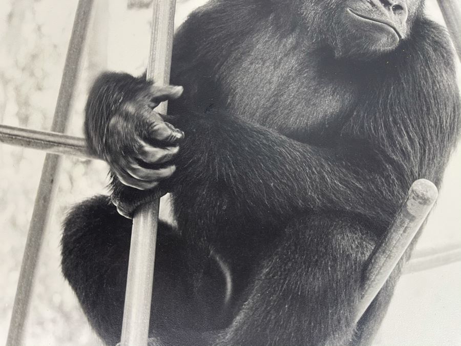 Signed B&W Photograph Of Young Chimpanzee 15.5W X 19H [Photo 5]