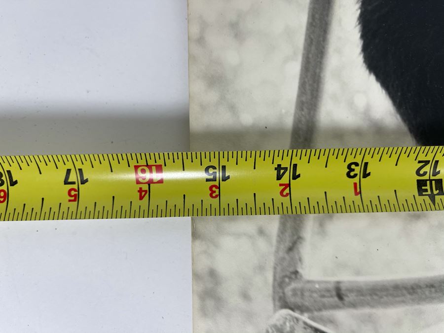 Signed B&W Photograph Of Young Chimpanzee 15.5W X 19H [Photo 8]