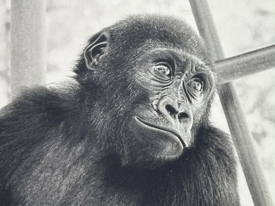 Signed B&W Photograph Of Young Chimpanzee 15.5W X 19H [Photo 4]