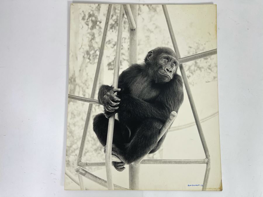 Signed B&W Photograph Of Young Chimpanzee 15.5W X 19H [Photo 2]