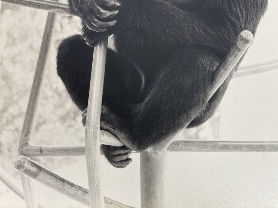 Signed B&W Photograph Of Young Chimpanzee 15.5W X 19H [Photo 6]