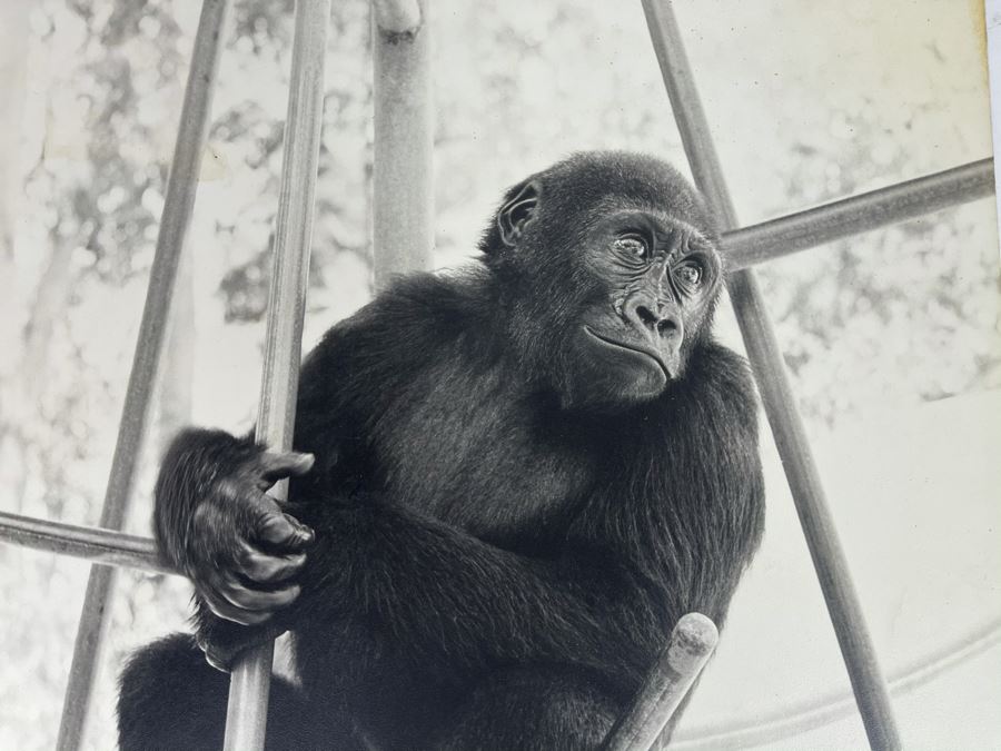 Signed B&W Photograph Of Young Chimpanzee 15.5W X 19H [Photo 3]