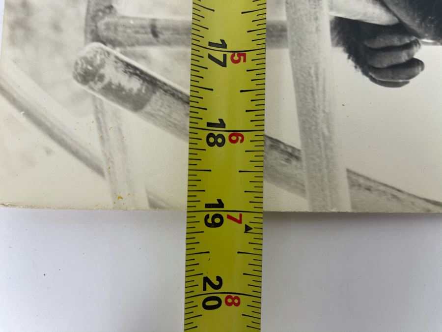 Signed B&W Photograph Of Young Chimpanzee 15.5W X 19H [Photo 9]