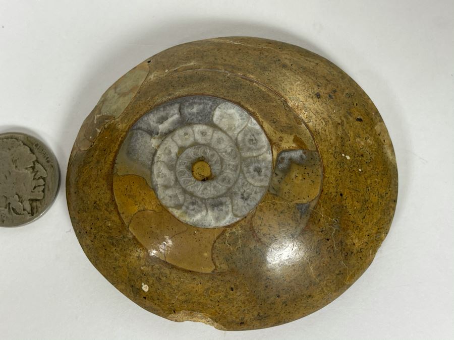 Small Ancient Fossil From Morocco 2.5W [Photo 2]