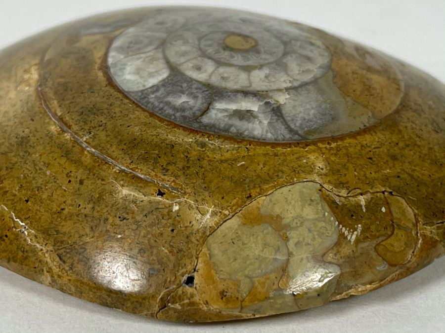 Small Ancient Fossil From Morocco 2.5W [Photo 5]