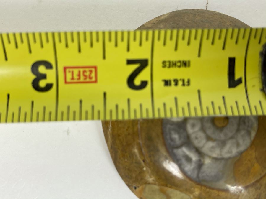 Small Ancient Fossil From Morocco 2.5W [Photo 7]