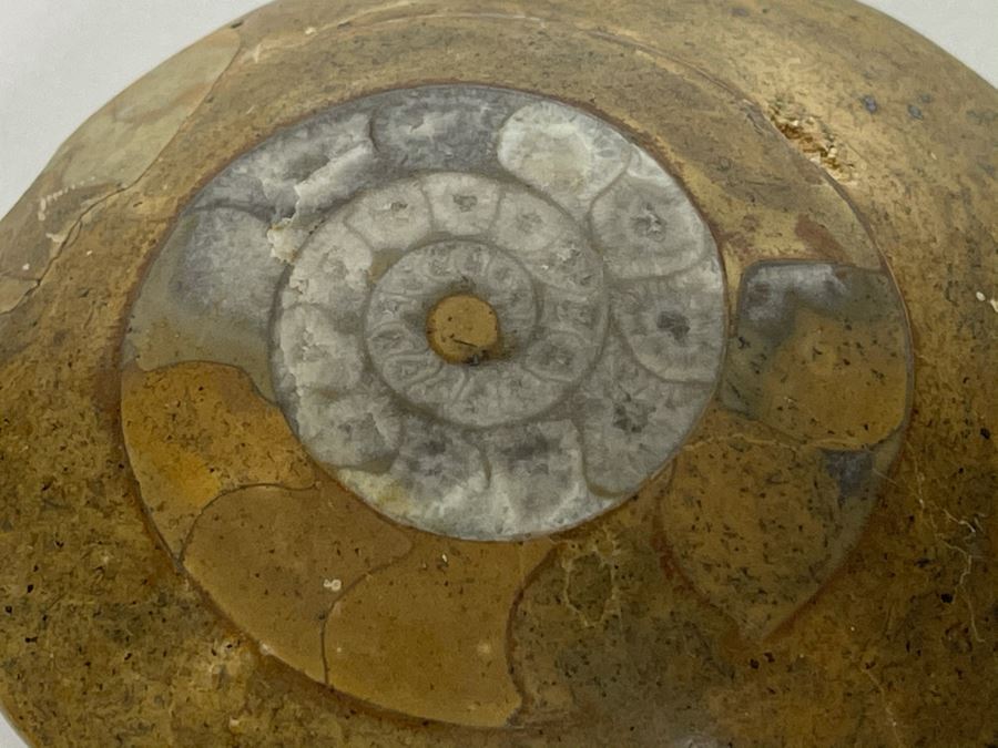 Small Ancient Fossil From Morocco 2.5W [Photo 4]