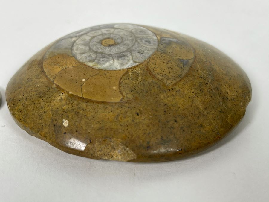 Small Ancient Fossil From Morocco 2.5W [Photo 3]