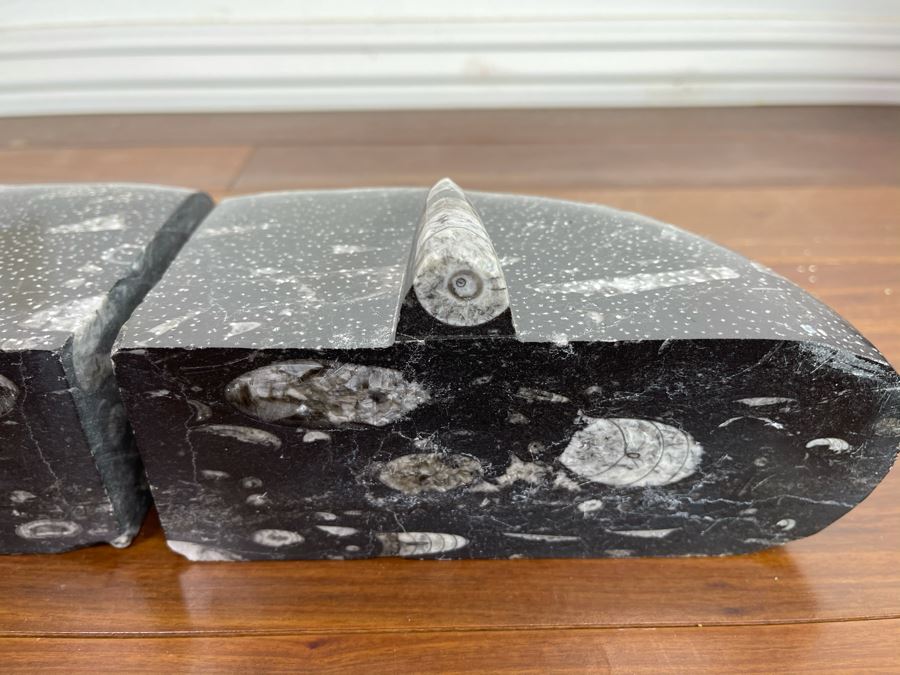 Pair Of Ancient Fossil Bookends 7W X 3.5D X 5H [Photo 9]