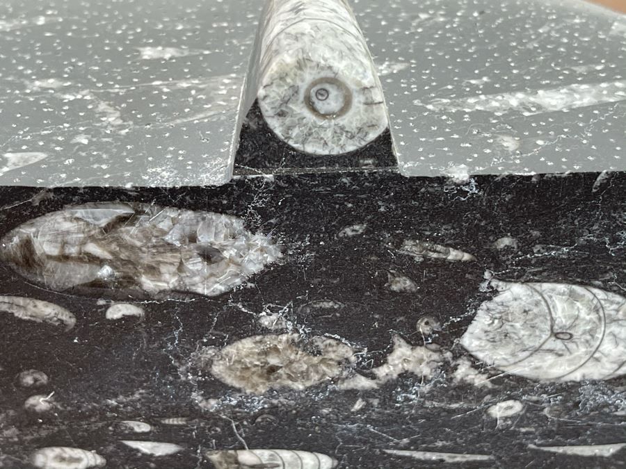 Pair Of Ancient Fossil Bookends 7W X 3.5D X 5H [Photo 10]