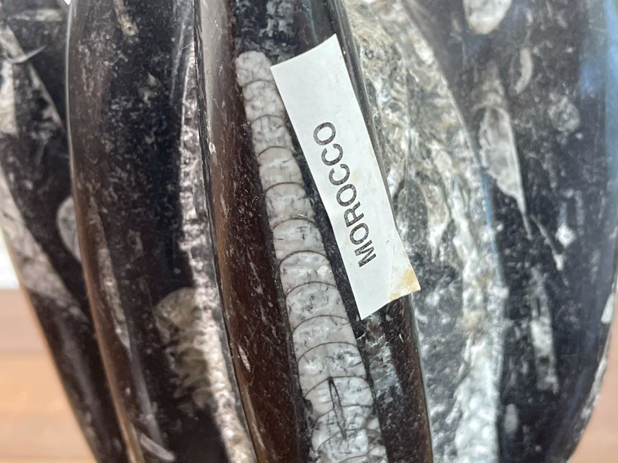 Ancient Fossil Sculpture From Morocco 6W X 5D X 8H [Photo 5]