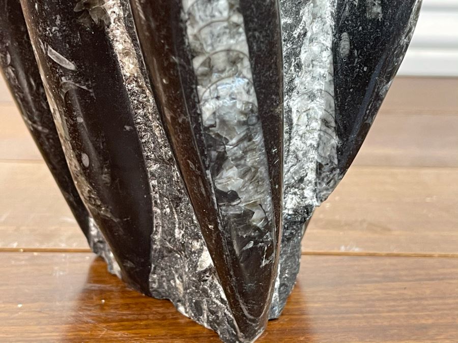 Ancient Fossil Sculpture From Morocco 6W X 5D X 8H [Photo 6]