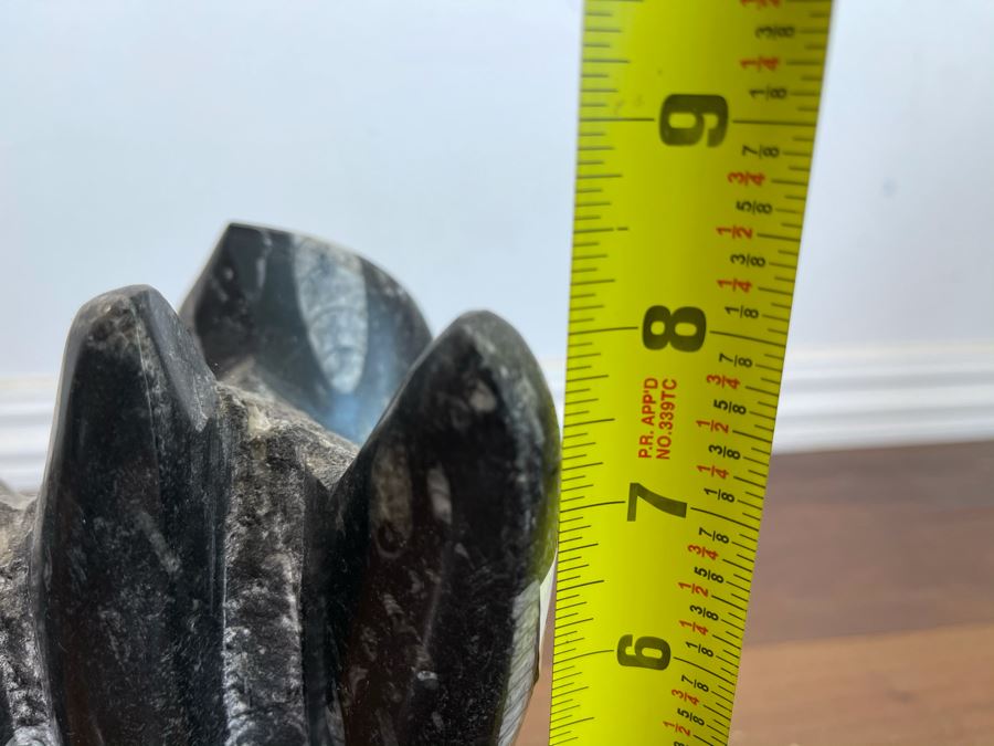 Ancient Fossil Sculpture From Morocco 6W X 5D X 8H [Photo 13]