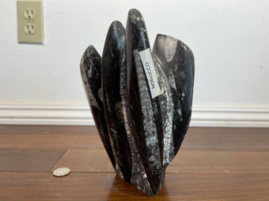 Ancient Fossil Sculpture From Morocco 6W X 5D X 8H [Photo 4]