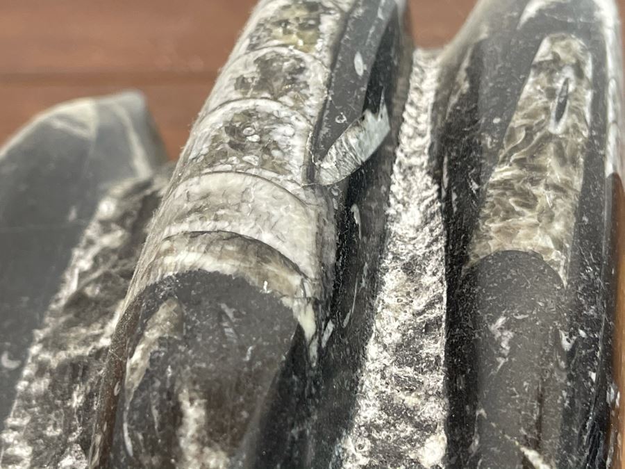 Ancient Fossil Sculpture From Morocco 6W X 5D X 8H [Photo 11]