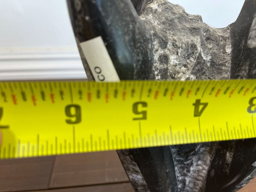 Ancient Fossil Sculpture From Morocco 6W X 5D X 8H [Photo 15]