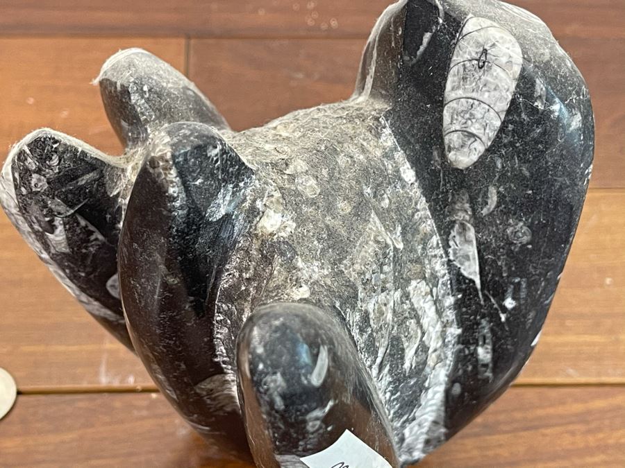 Ancient Fossil Sculpture From Morocco 6W X 5D X 8H [Photo 7]