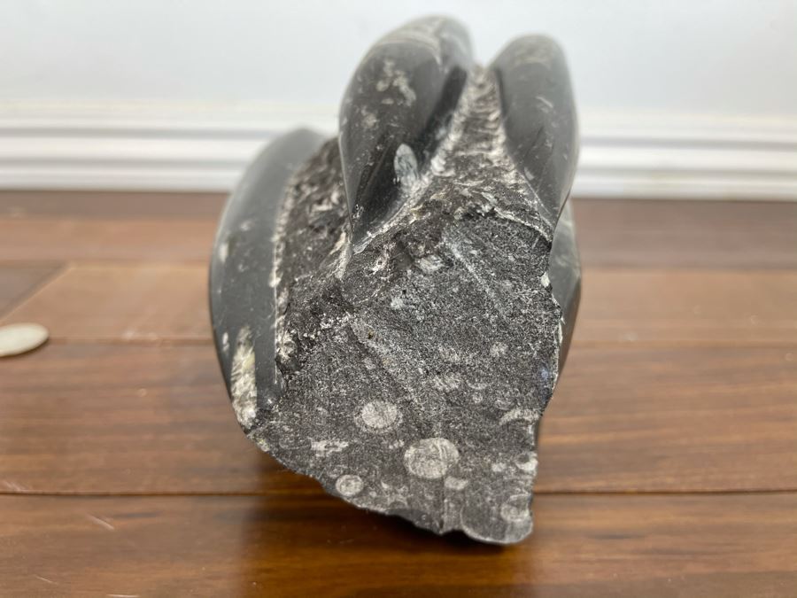 Ancient Fossil Sculpture From Morocco 6W X 5D X 8H [Photo 10]