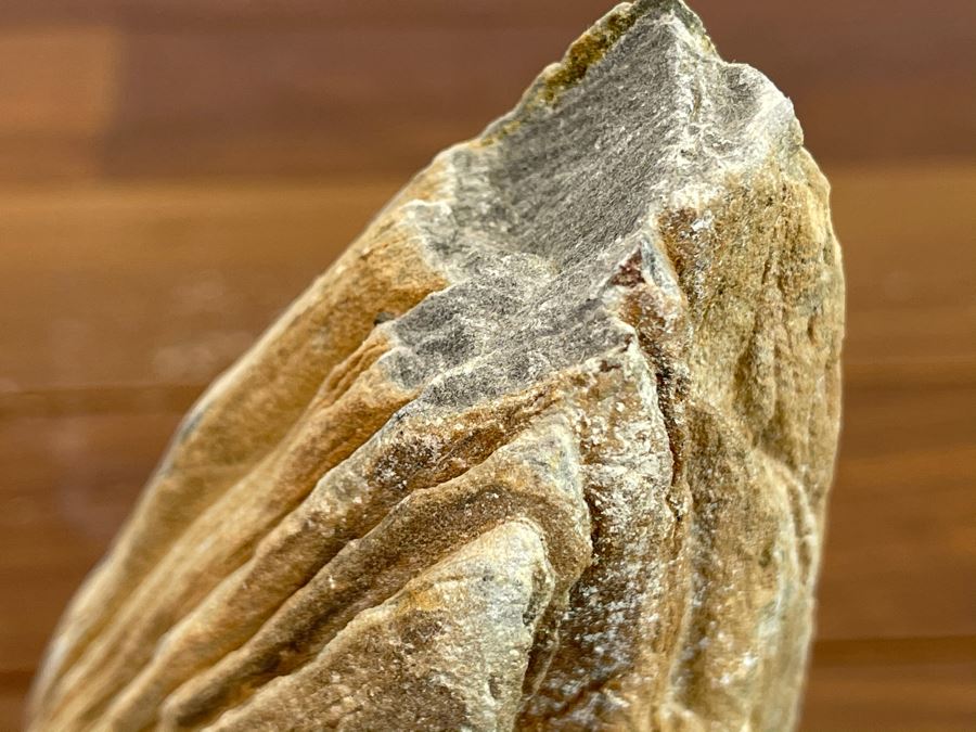 Petrified Wood Sculpture On Wooden Stand 6.5W X 4D X 10.5H [Photo 10]