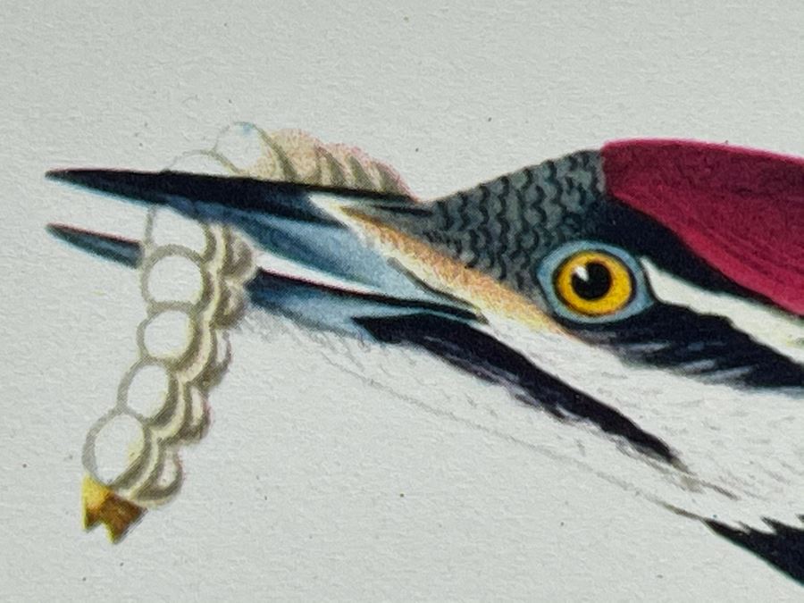 JUST ADDED - The Audubon Folio Set Of 24 Great Bird Paintings Large Prints Each 14W X 17H - See Photos [Photo 7]