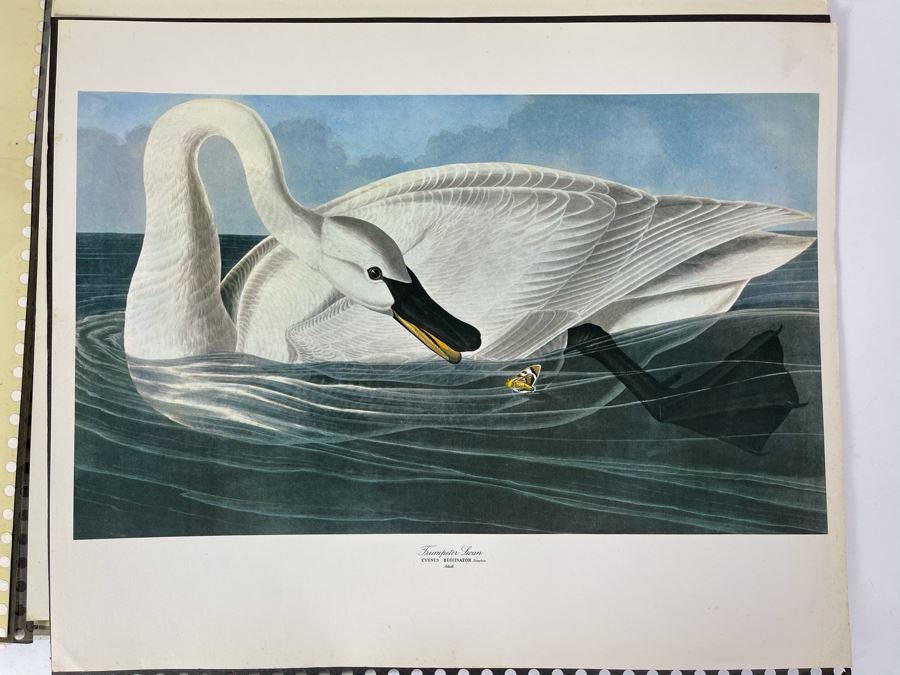JUST ADDED - The Audubon Folio Set Of 24 Great Bird Paintings Large Prints Each 14W X 17H - See Photos [Photo 27]